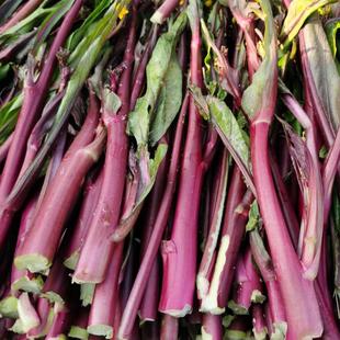 湖北菜苔 现摘新鲜红菜苔嫩苔菜