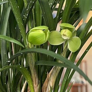 原生老种宋梅龙字翠盖环球荷鼎绿云水仙荷瓣兰花花卉室内阳台好养