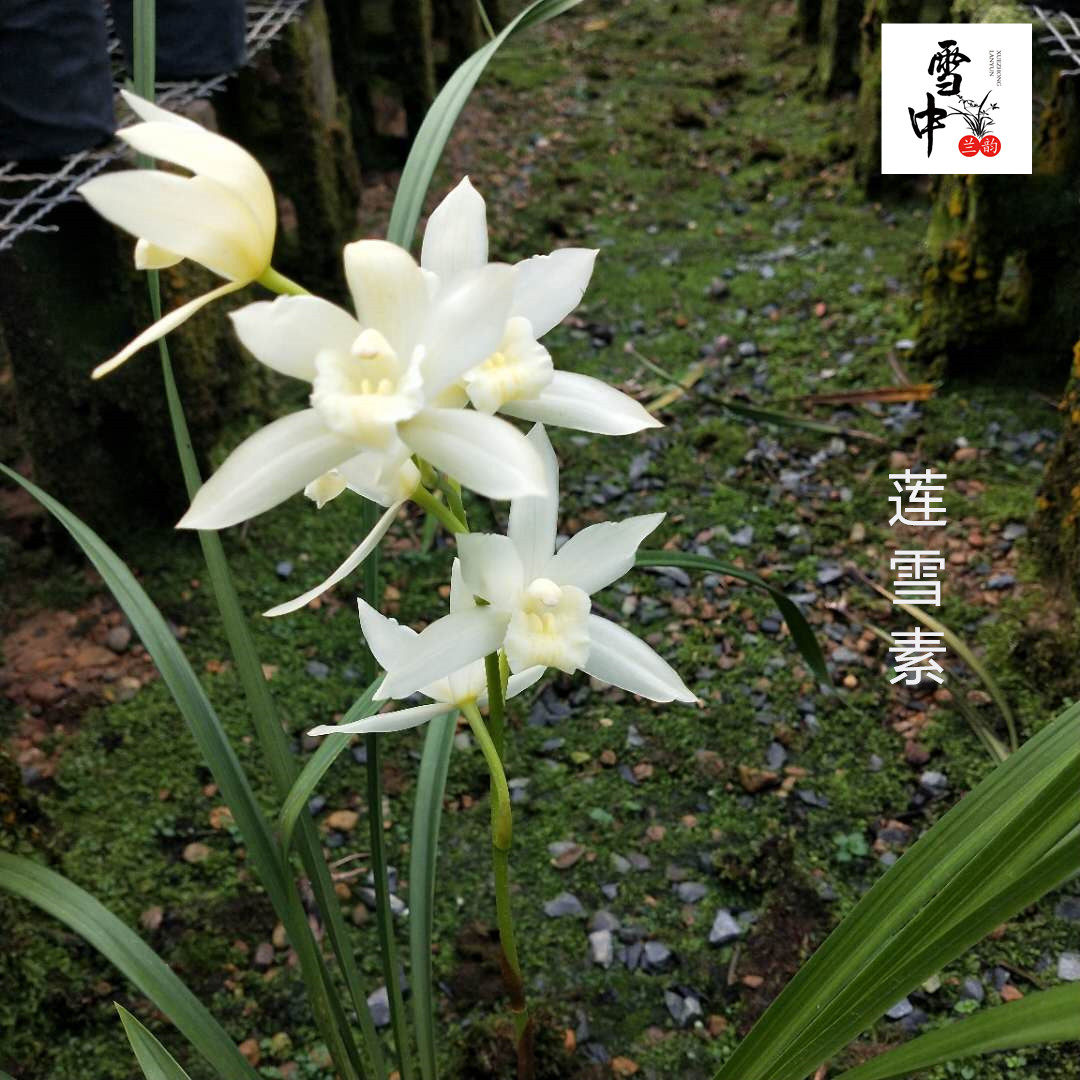 雪中兰花苗建兰四季《莲雪素》清香气质室内花卉盆栽常青当年开花