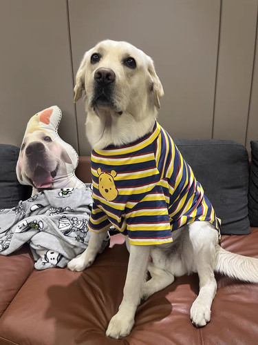春秋夏宠物狗衣服中大型犬拉布拉多金毛阿拉斯加透气防掉毛薄款潮