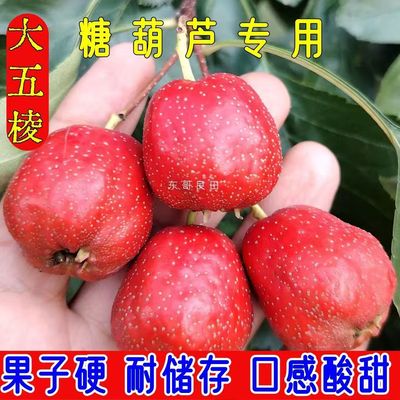 山东山楂鲜果新鲜山楂果大五棱山楂水果山里红糖雪球冰糖葫芦特级