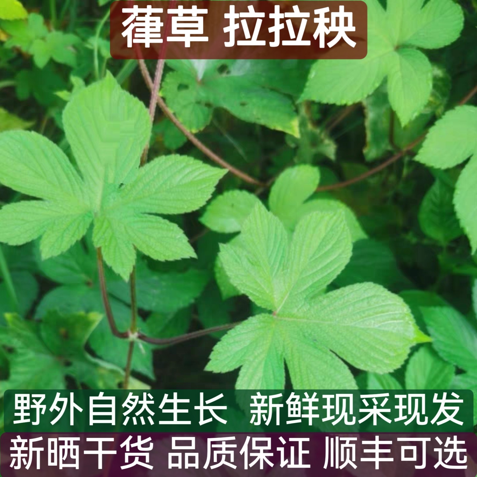 葎草新鲜拉拉秧拉拉藤五爪龙割人藤四川深山现采天然中药材草药干