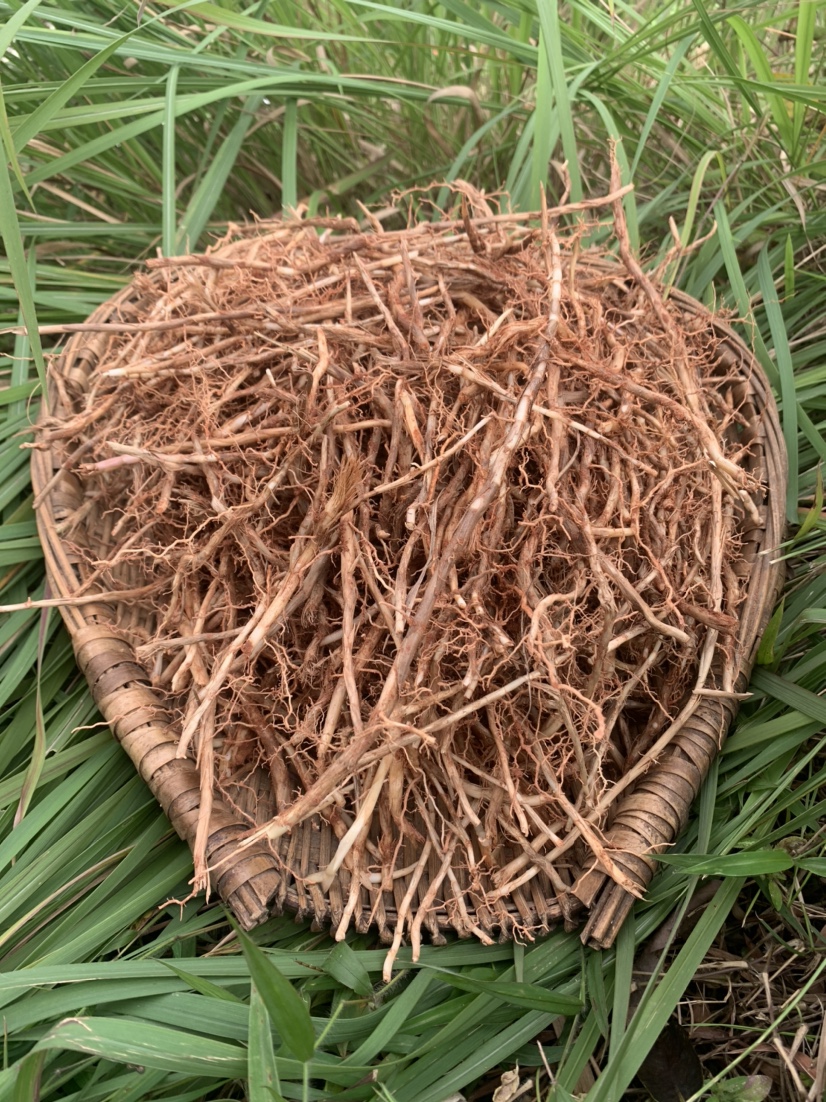 新鲜白茅根四川山里现挖毛草根带皮茅草根甜草根竹蔗芦根中草凉茶