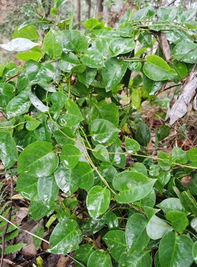 四川深山新鲜藤三七现采挖天然川七藤子三七茎叶土三七球根苗煲汤