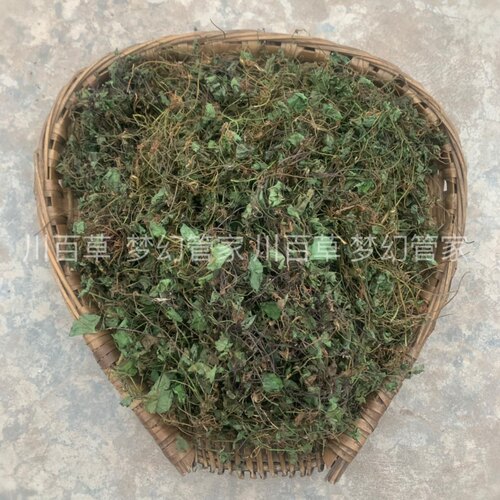 当季新晒无硫干净积雪草干品
