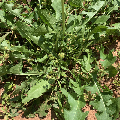 四川蒲公英新鲜深山中草药婆婆丁根野菜泡茶蘸酱现挖现发野外生长