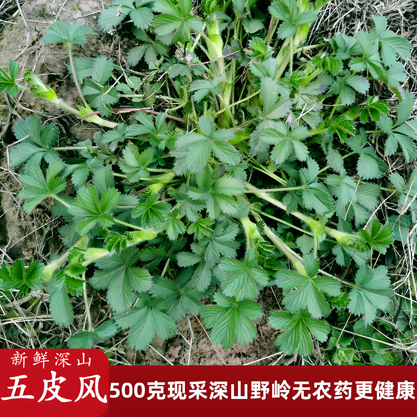 新鲜四川中草药材五皮风深山现挖