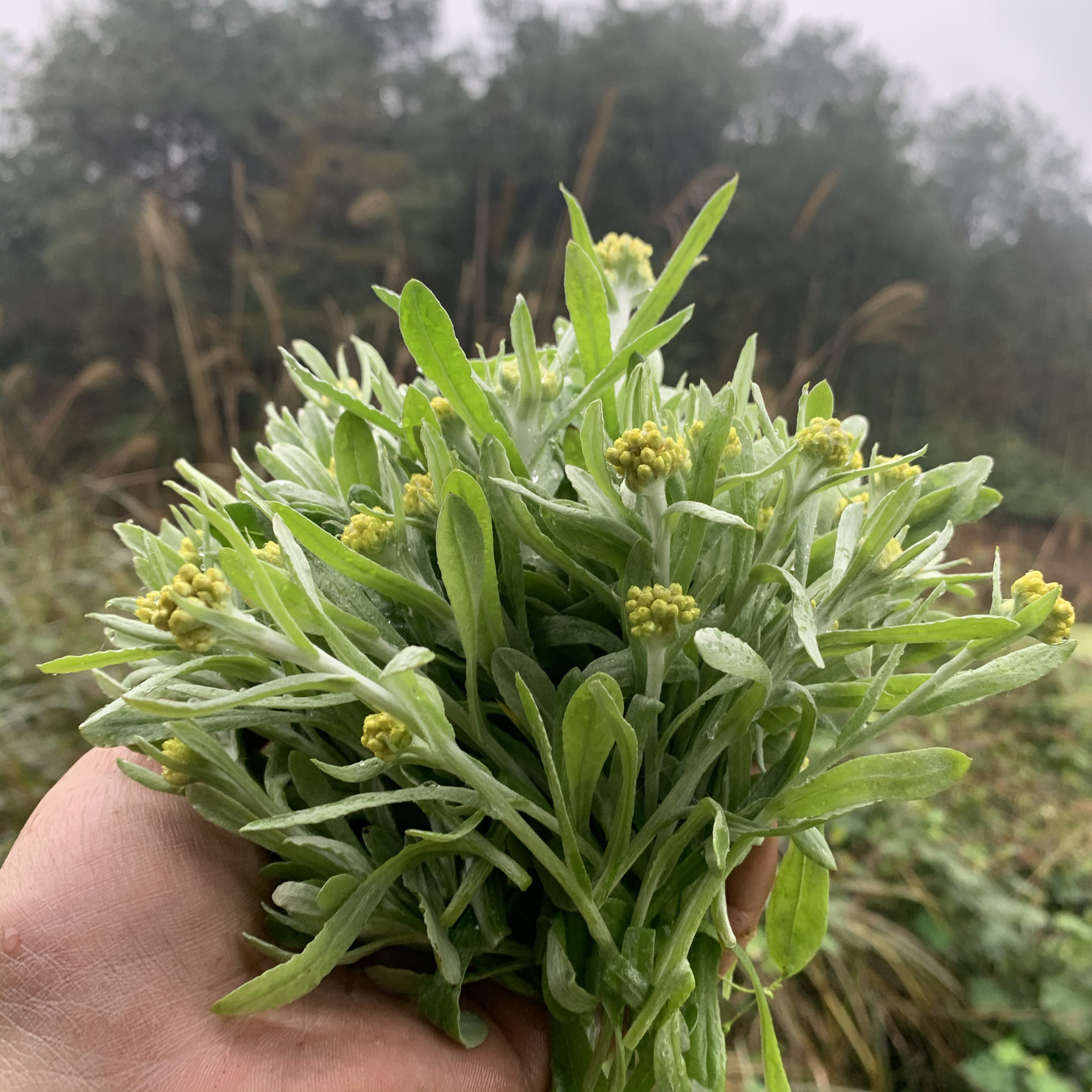新鲜鼠曲草山区现摘清明草青团野生鼠鞠棉花草佛耳绒毛四川宜宾