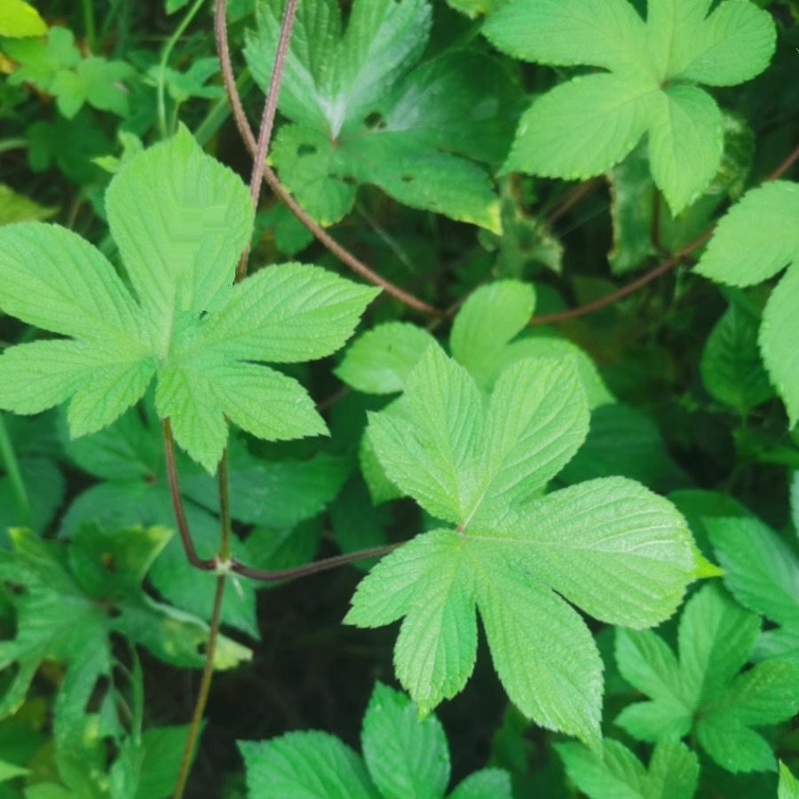 葎草新鲜拉拉秧拉拉藤五爪龙割人藤四川深山现采天然中药材草药干