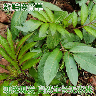 接骨草新鲜陆英四川深山排风藤八棱麻大臭草秧心草小接骨丹中草药