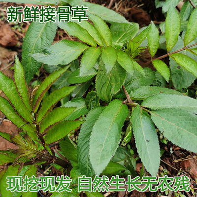 接骨草新鲜八棱麻陆英四川现挖