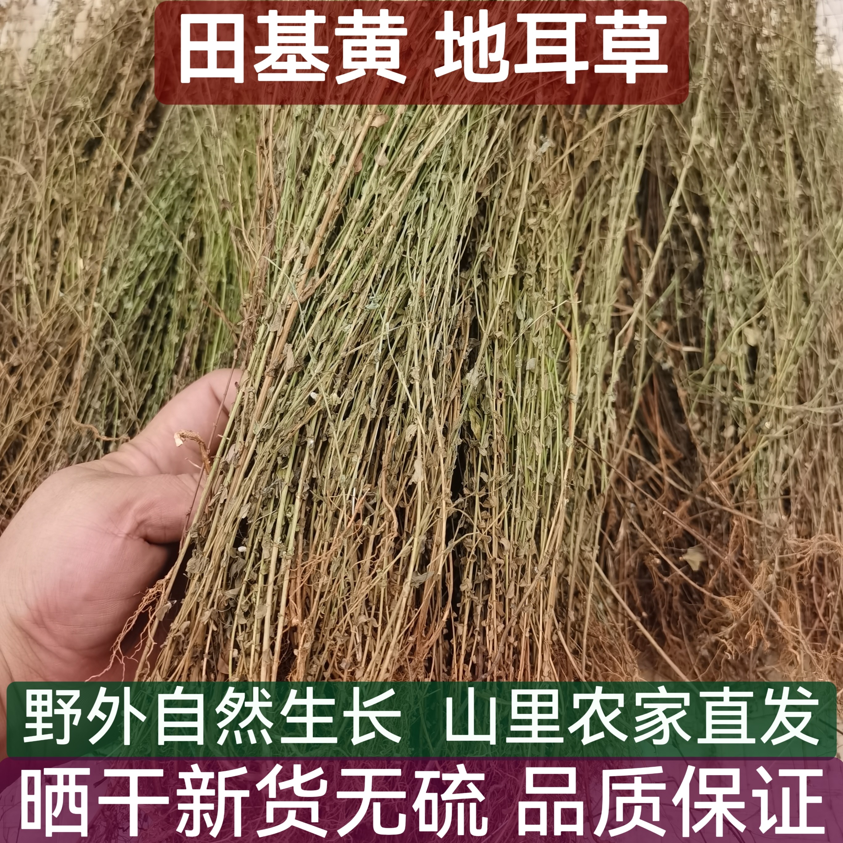 田基黄干货整株中药材正宗野生新鲜地耳草500g黄花草雀舌草田基王
