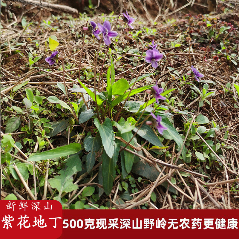 新鲜四川紫花地丁大山现挖犁头草