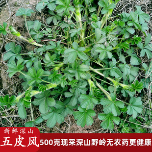新鲜五皮风草四川中草药材蛇含草五爪龙五星草五爪草五叶莓委陵菜