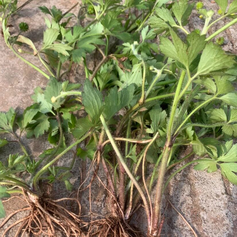 新鲜毛茛草中草药四川深山紫茎扬子毛莨茴茴蒜肝外敷神仙草起泡草