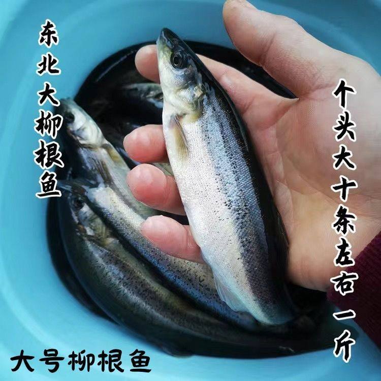 东北冷水柳根鱼活鲜鱼鲜活水产小鱼生鲜小杂鱼小河鱼江鱼新鲜淡水