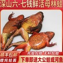 母豹子 蛤蟆 活体鲜活母豹子哈什蟆哈士蟆满子满油 雪蛤 东北林蛙