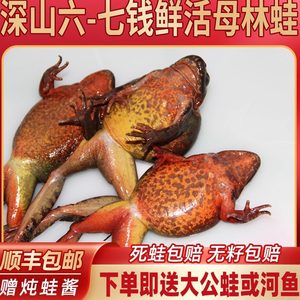 东北林蛙 雪蛤 蛤蟆 母豹子 活体鲜活母豹子哈什蟆哈士蟆满子满油
