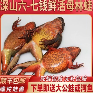 母豹子 蛤蟆 活体鲜活母豹子哈什蟆哈士蟆满子满油 雪蛤 东北林蛙