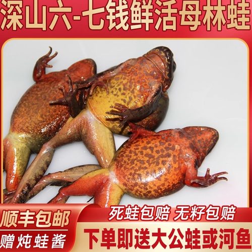 鲜活林蛙母蛤蟆满籽满油顺丰包邮