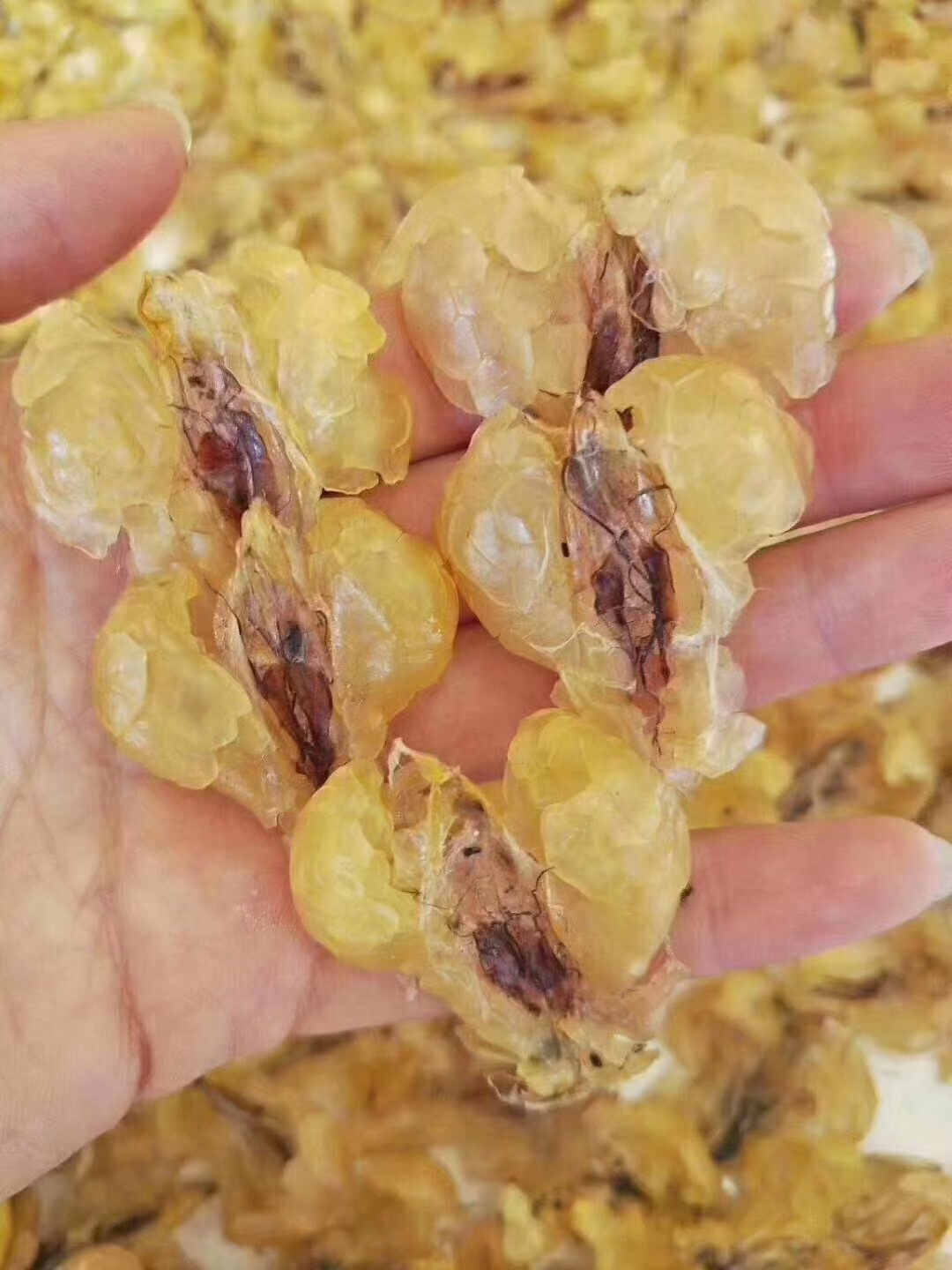 林蛙油雪蛤油足干25克正品联体林蛙油雪蛤干雪哈油血蛤干