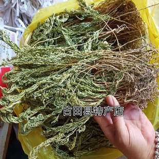 福建凤尾草 金扁柏 兖州卷柏 石卷柏 地侧柏 山扁柏 卷筋草