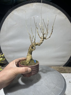 日本进口蓝莓冰沙木槿重瓣大花一手托盆景小老桩一物一拍