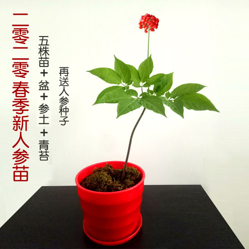 长白山带土鲜东北种籽人参苗