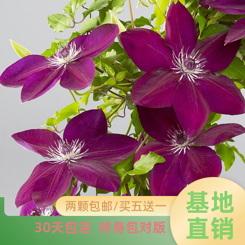 豫园苗圃《令荒》铁线莲新品营养钵苗绿植花卉爬藤庭院稀有好养