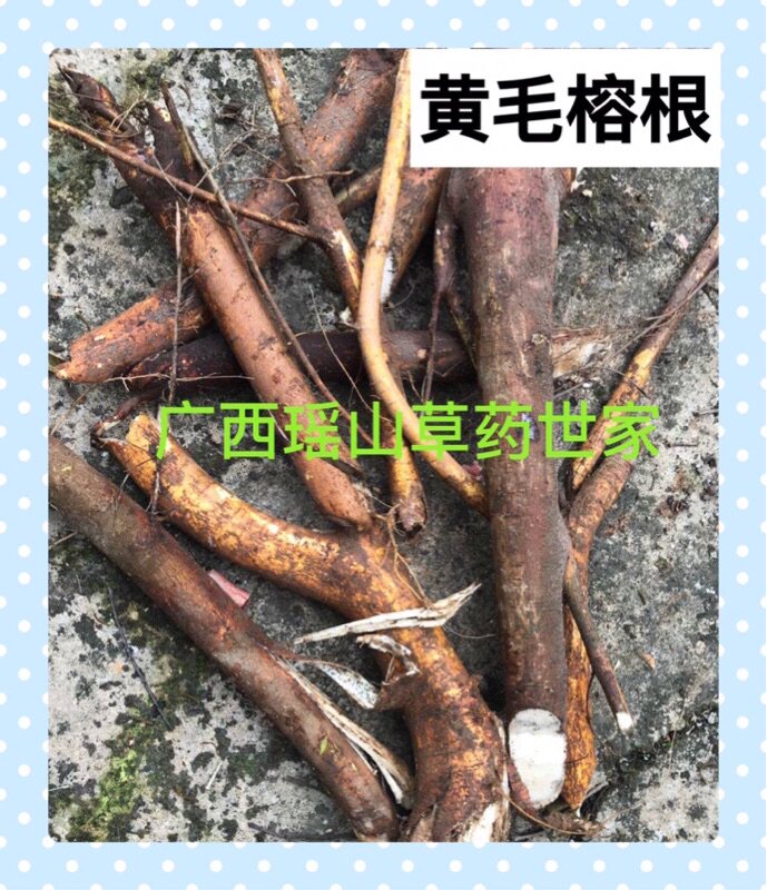 黄毛榕干品500克 麻婆树根