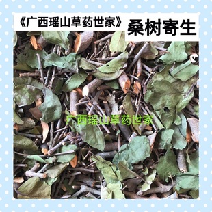 桑树寄生桑葚桑科寄生干品500g包邮