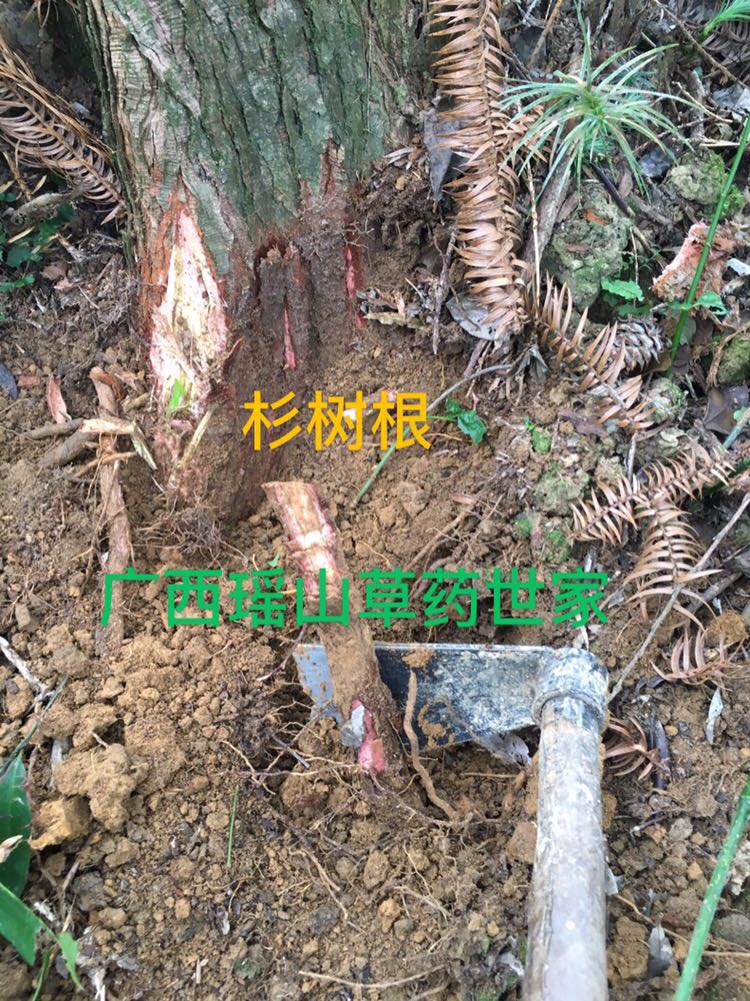 杉树根 杉木根鲜品500克