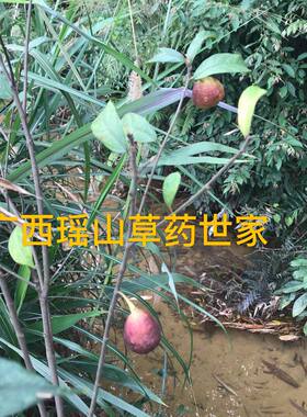 白花牛乳树根 牛母乳树根 水泡木白花牛奶根 鲜品500克