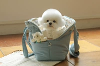 Корейская версия Travel Travel Pet Dog Nest -Shoulder Messenger Bag Malzis Barrobo Suck Bag Cat Sag