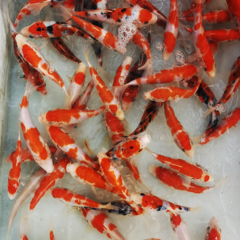 锦鲤鱼大正三色丹顶冷水淡水观赏鱼活鱼金鱼红鲤鱼纯种小锦鲤鱼苗