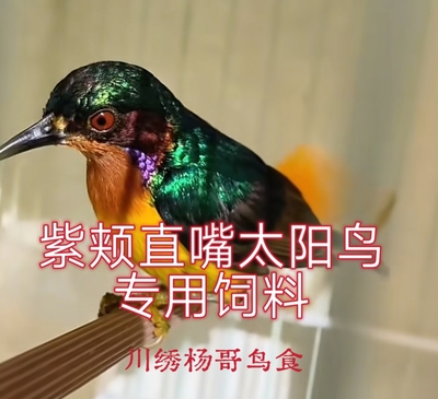 紫颊直嘴太阳鸟专用鸟食鸟粮饲增膘上性换毛无忧爱叫毛色亮500克