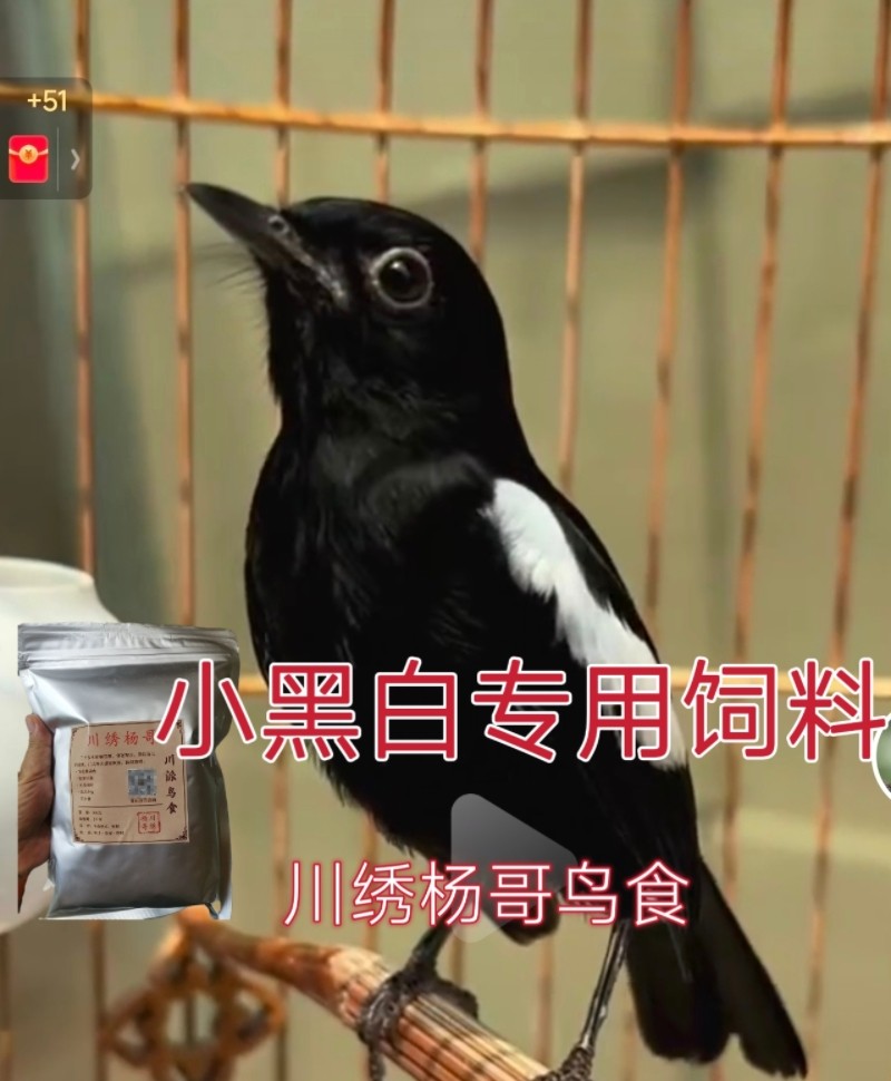 小黑白饲料鸟食鸟粮收身上膘上性持续大增黑喉石鵖灰林鵖鵖科500g