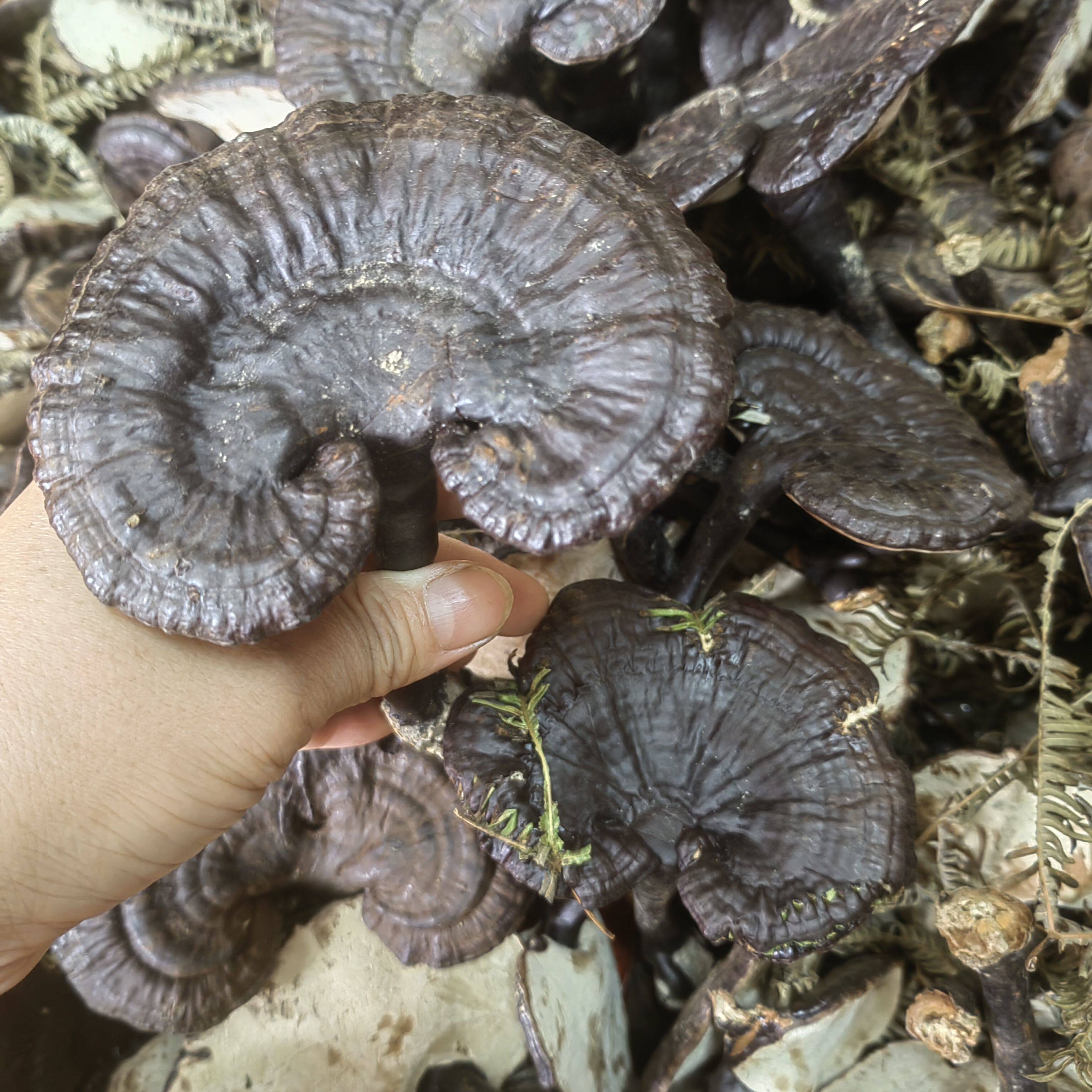 粤北特产韶关干货单边黑灵芝菌类500g