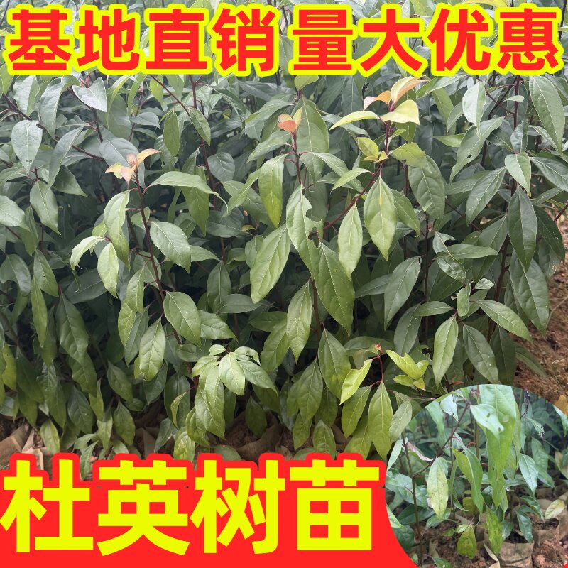 山杜英树苗羊屎树胆八树杜莺苗庭院观赏造林树木常绿树种矿山复绿
