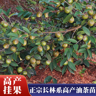 【高产油茶苗】50颗油茶苗批发长林系油茶树良种高产土带苗