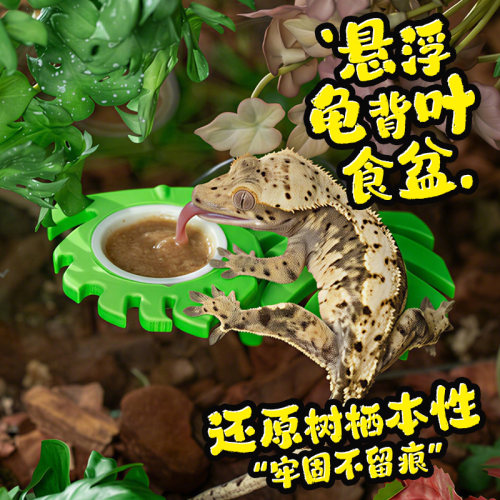 爬宠龟背叶悬浮磁吸食盆睫角守宫果泥碗雨林缸悬挂水盆造景攀爬