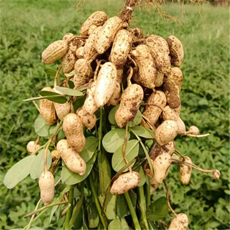 自家种植鲜花生大颗粒优质新鲜