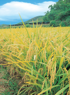 水稻梯田绿色生态农业农田阳光丰收海报成熟稻穗田野田园金秋图7C