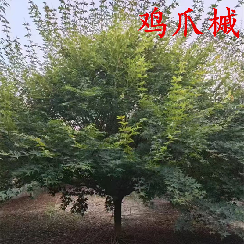 精品行道树小叶鸡爪槭树苗红枫
