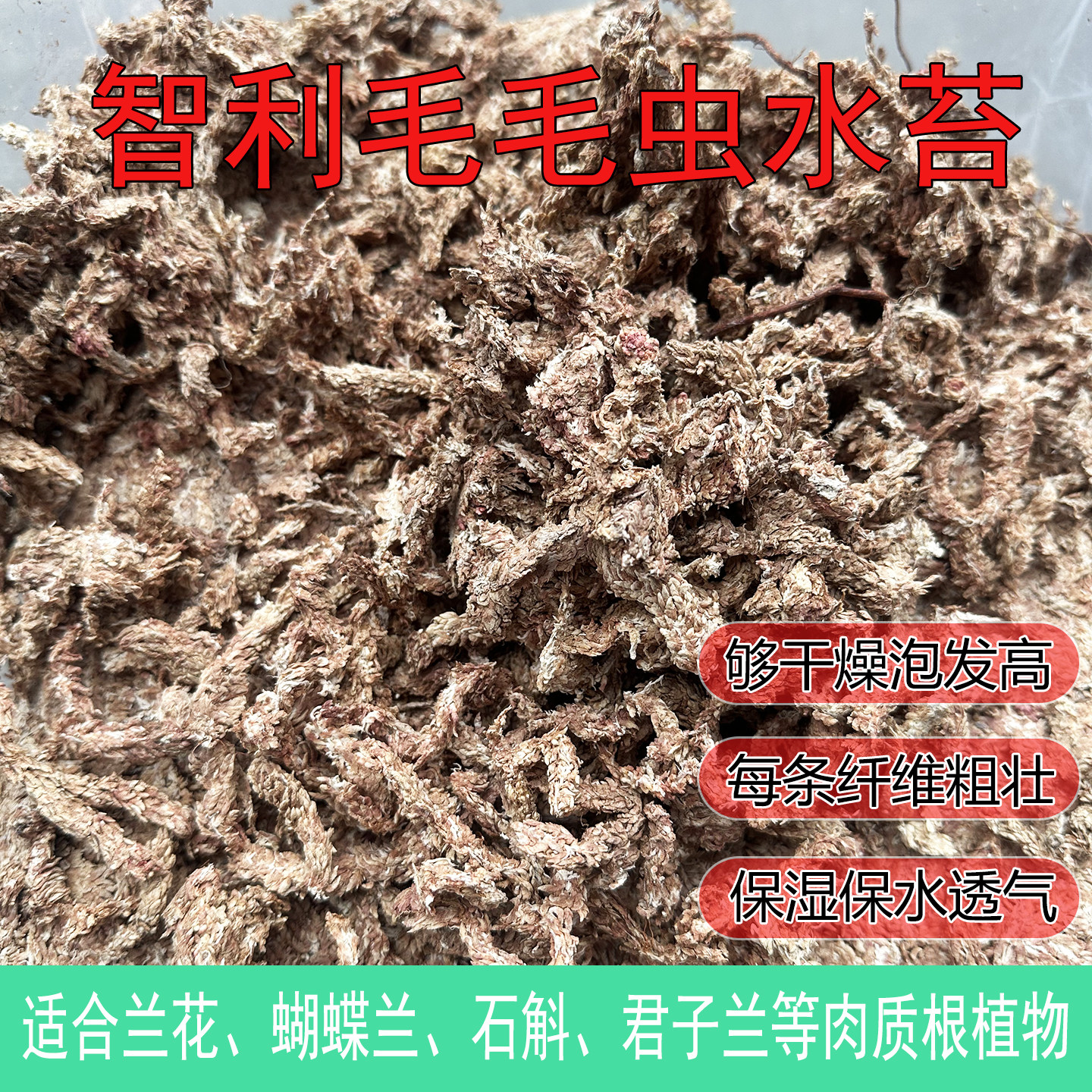 智利南部7星干水苔/干苔藓/水草（食虫植物/爬虫/兰花/微景观用）