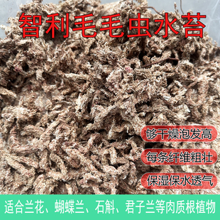 智利南部7星干水苔/干苔藓/水草（食虫植物/爬虫/兰花/微景观用）