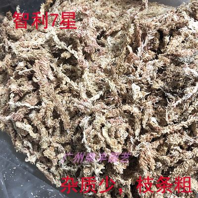 品智利南部7星干水苔干苔藓水草（爬虫兰花微景观食虫植物用）新