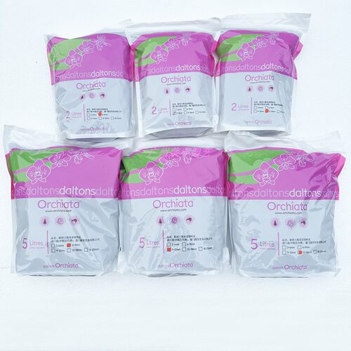 松树皮新西兰奥奇亚塔兰花蝴蝶兰