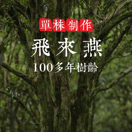 狮头脚【飞来燕】单株古树