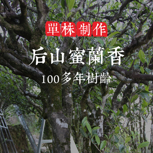 单株【后山蜜兰香】100年树龄 蜜韵醇厚 滋味饱满回甘 层次丰富